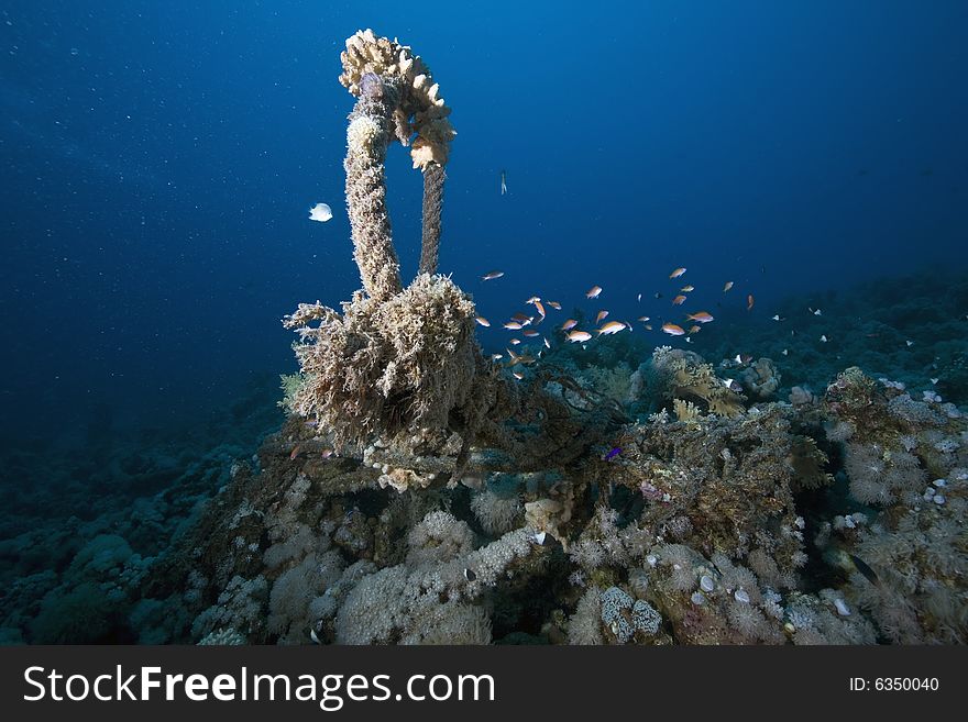 Coral and fish taken in the Red Sea.