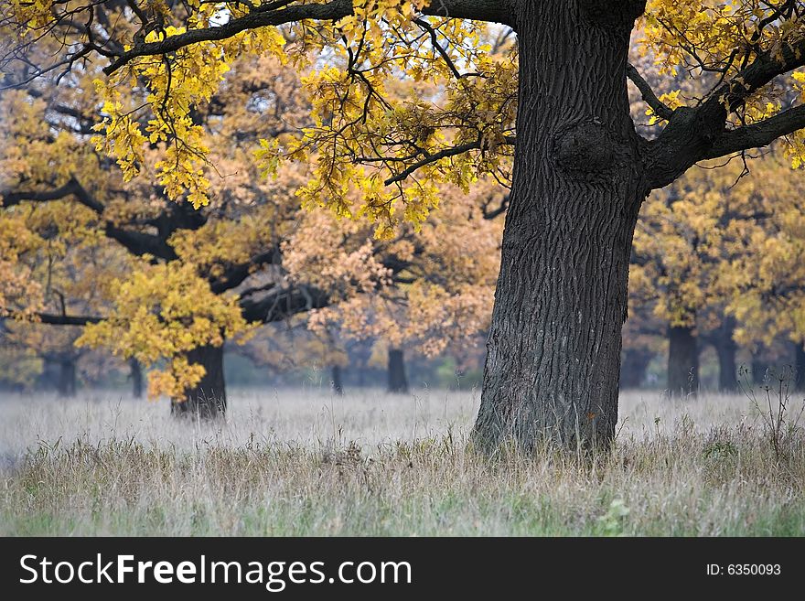 Beautiful autumn landscape with an oak in the foreground