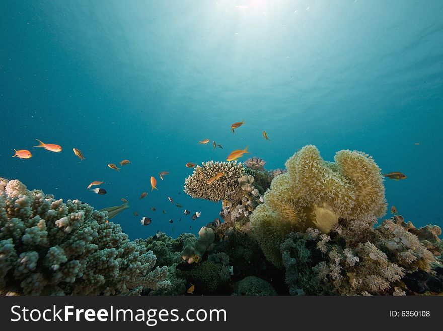 Coral and fish taken in the Red Sea.