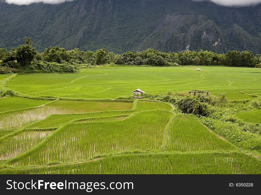 Rice field in Laos, into juicy green in the province Vang Vieng
