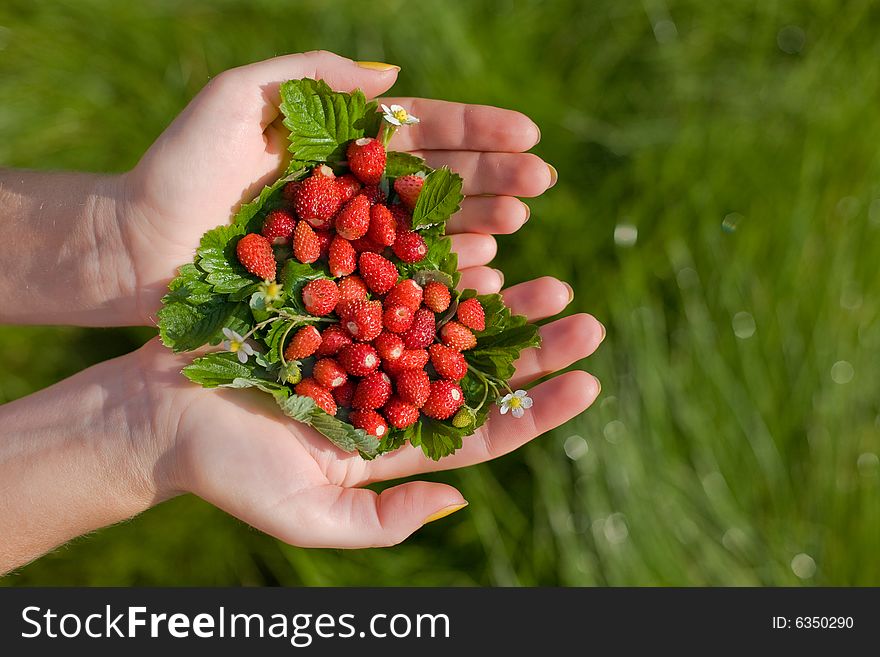 Wild strawberries  in hands on a grass