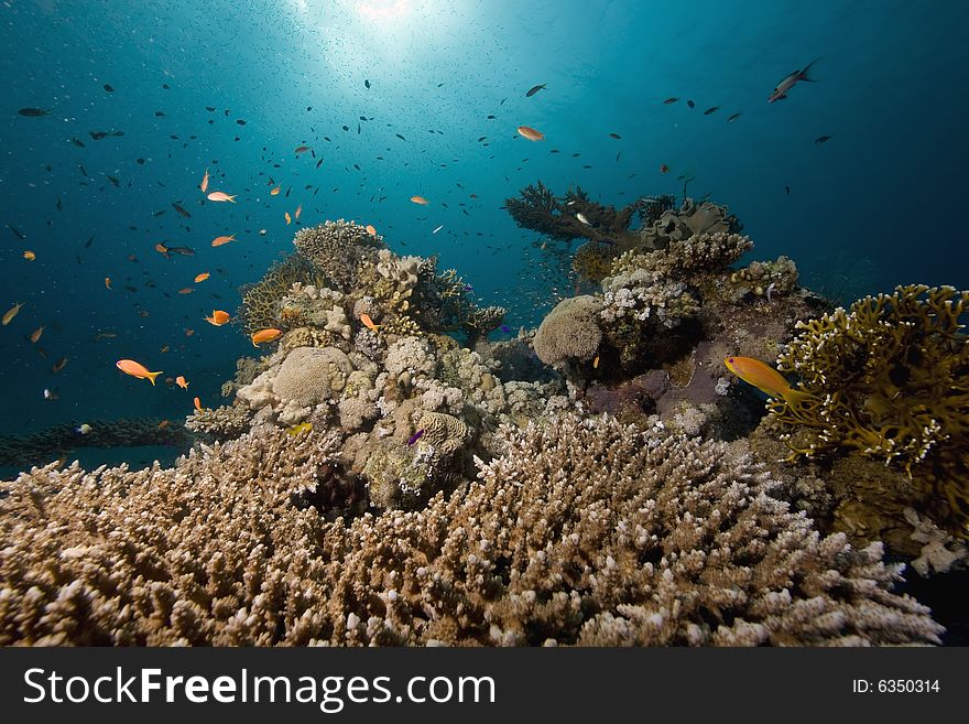 Coral and fish taken in the Red Sea.