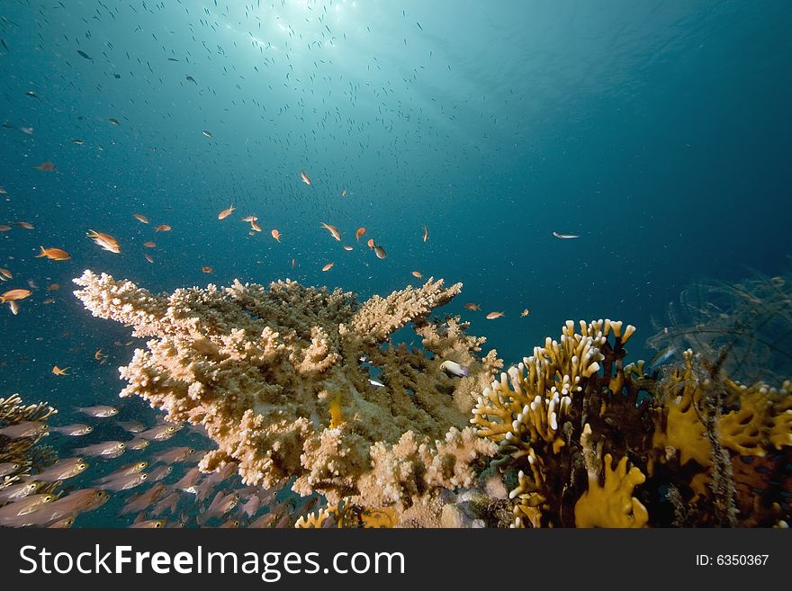 Coral and fish taken in the Red Sea.