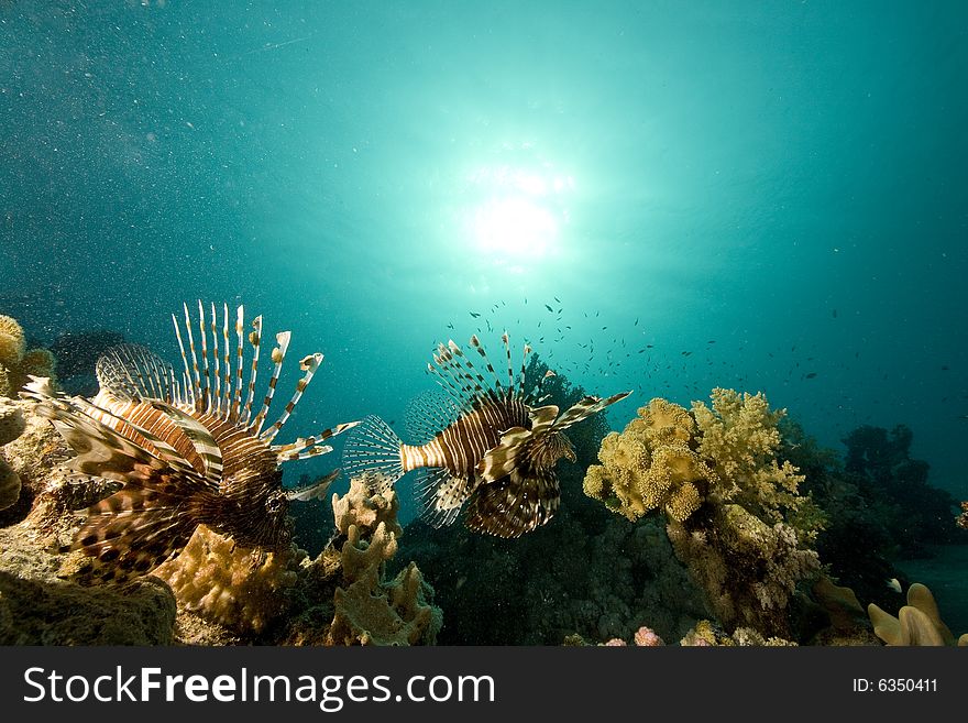 Common lionfish (pterois miles) taken in the Red Sea.