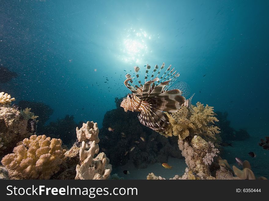 Common lionfish (pterois miles) taken in the Red Sea.