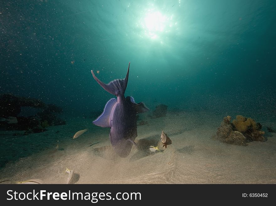 Redtooth triggerfish (melichthys indicus) taken in the Red Sea.