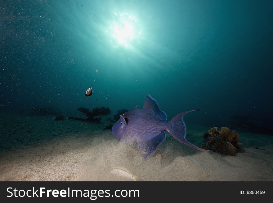 Redtooth Triggerfish (melichthys Indicus)