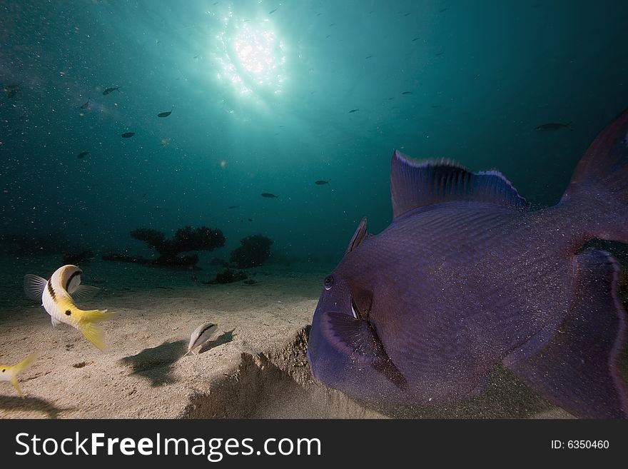 Redtooth triggerfish (melichthys indicus) taken in the Red Sea.