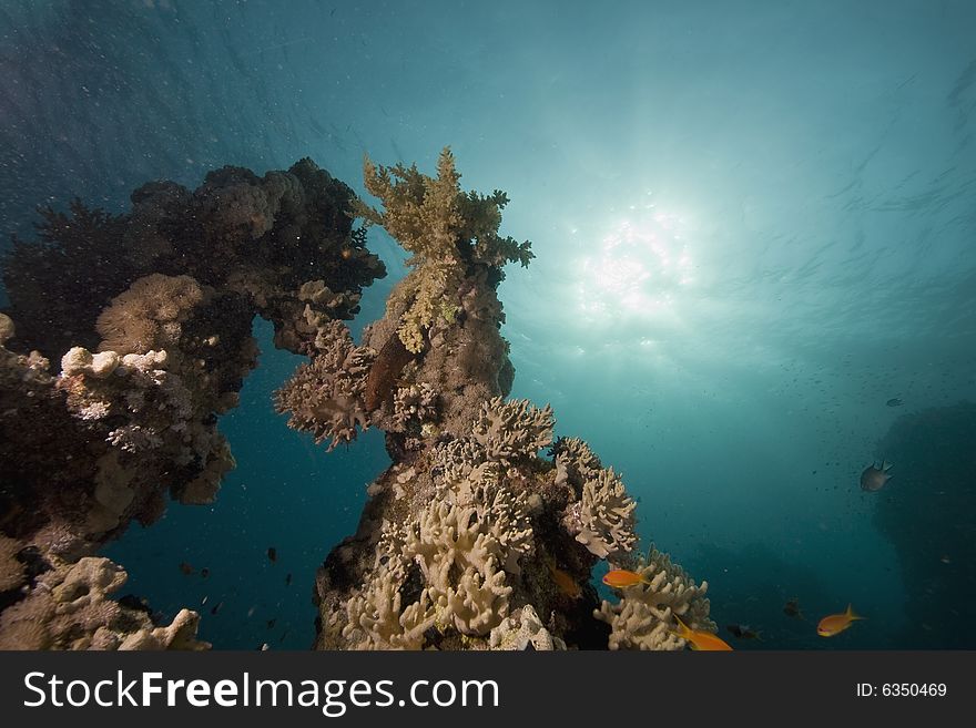 Coral and fish taken in the Red Sea.