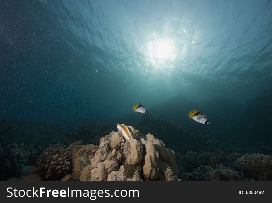 Coral and fish taken in the Red Sea.