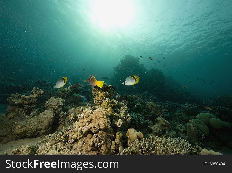 Coral and fish taken in the Red Sea.