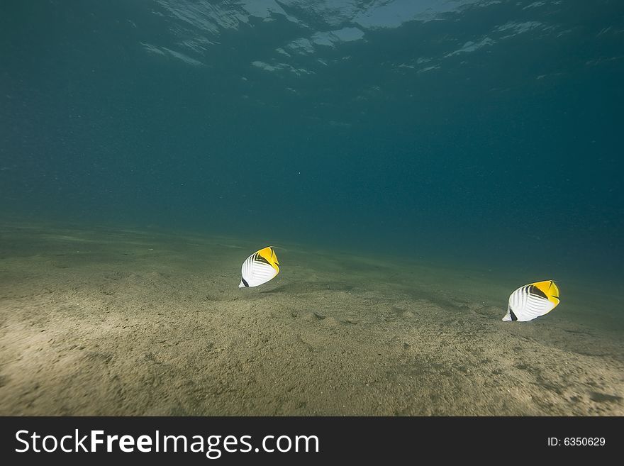 Threadfin butterflyfish (chaetodon auriga) taken in the Red Sea.