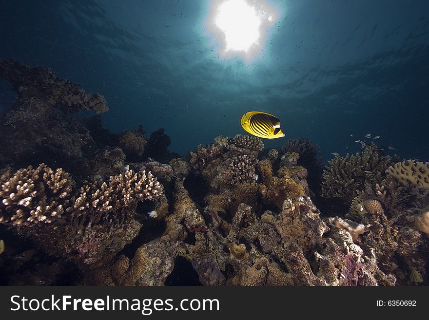 Coral and fish taken in the Red Sea.