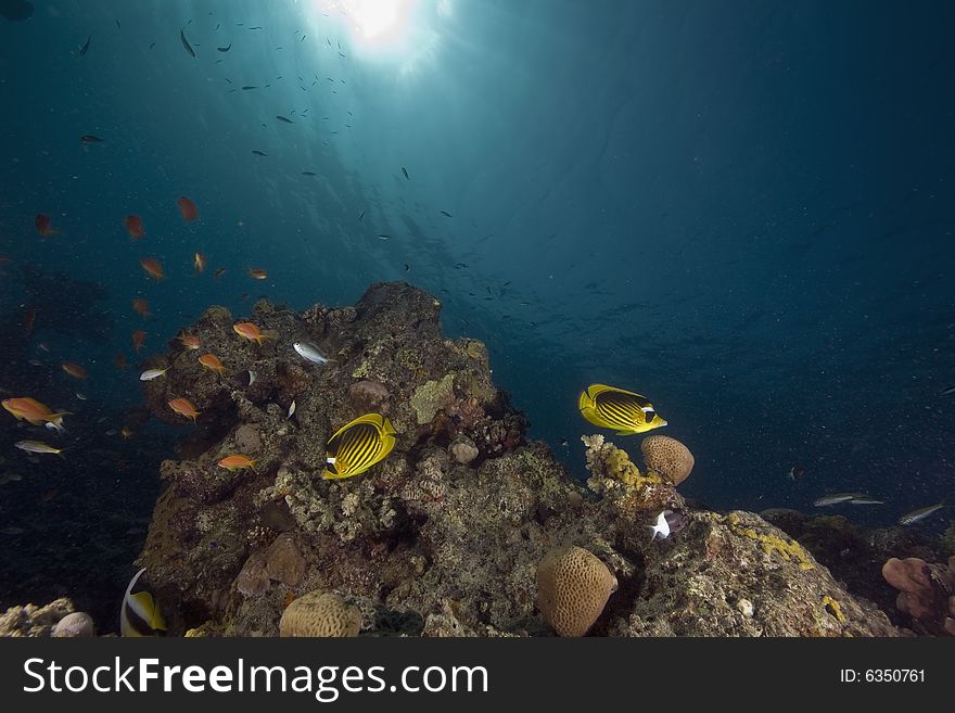 Coral and fish taken in the Red Sea.