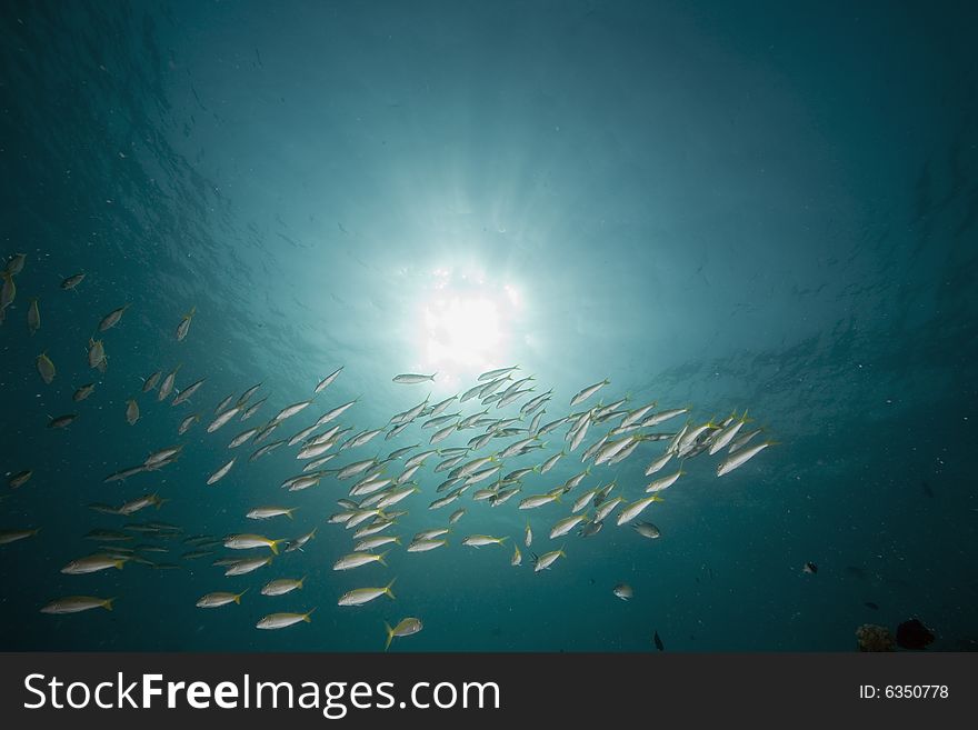 Yellowtail snapper (Ocyurus chrysurus) taken in the Red Sea.