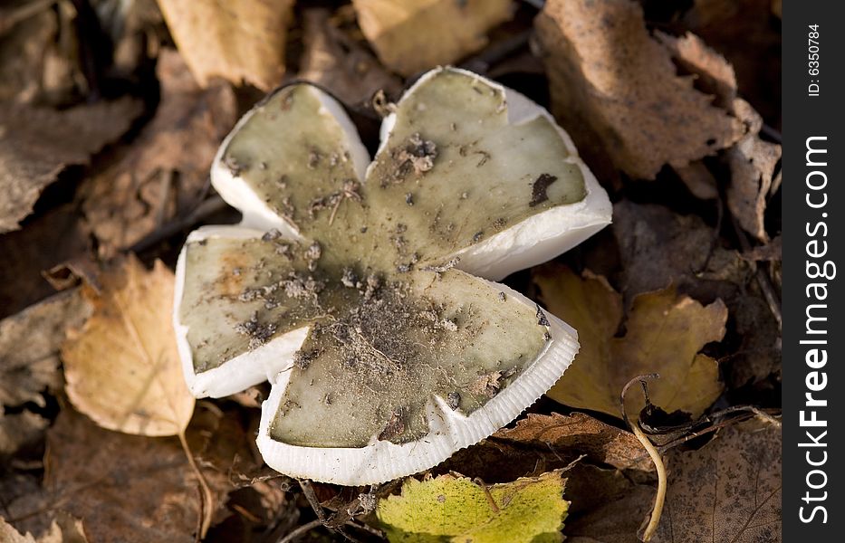Edible mushroom with an unusual form of cap (Russula cyanoxantha). Edible mushroom with an unusual form of cap (Russula cyanoxantha).