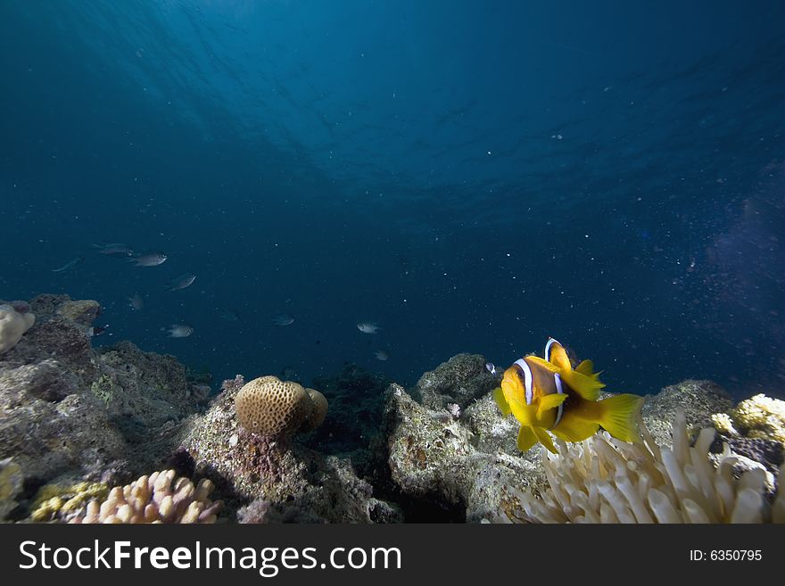 Red sea anemonefish (Amphipiron bicinctus)