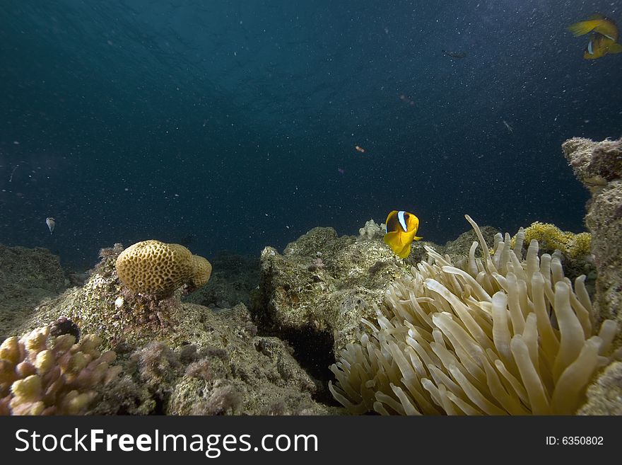 Red sea anemonefish (Amphipiron bicinctus) taken in the Red Sea.