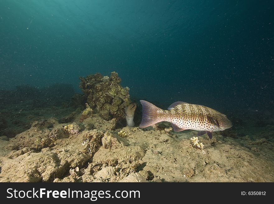 Red sea coralgrouper (plectropomus pessuliferus)