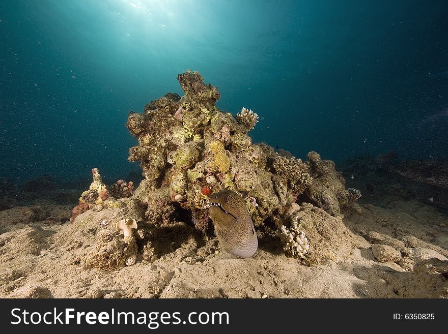 Giant moray (gymnothorax javanicus) taken in the Red Sea.