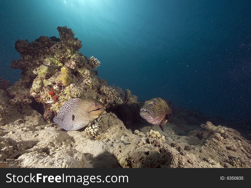 Giant moray (gymnothorax javanicus) and coralgrouper taken in the Red Sea.