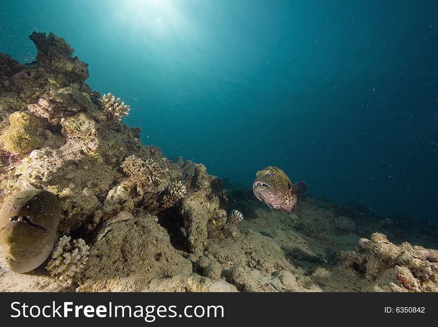 Giant moray (gymnothorax javanicus) and coralgrouper taken in the Red Sea.