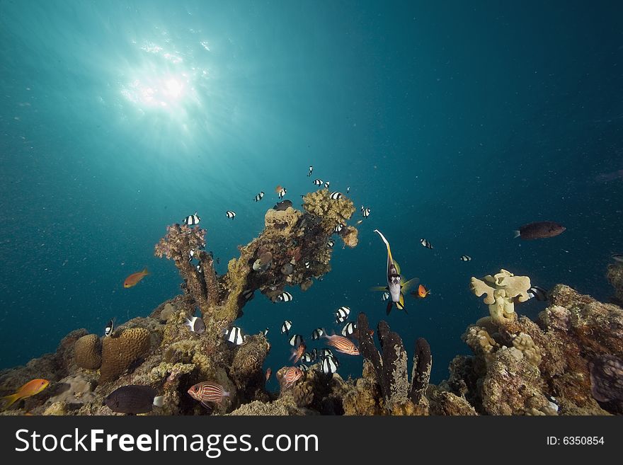 Coral and fish taken in the Red Sea.