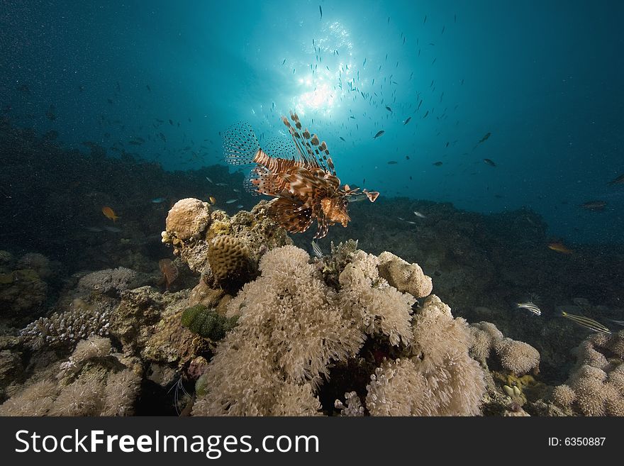 Common lionfish (pterois miles) taken in the Red Sea.