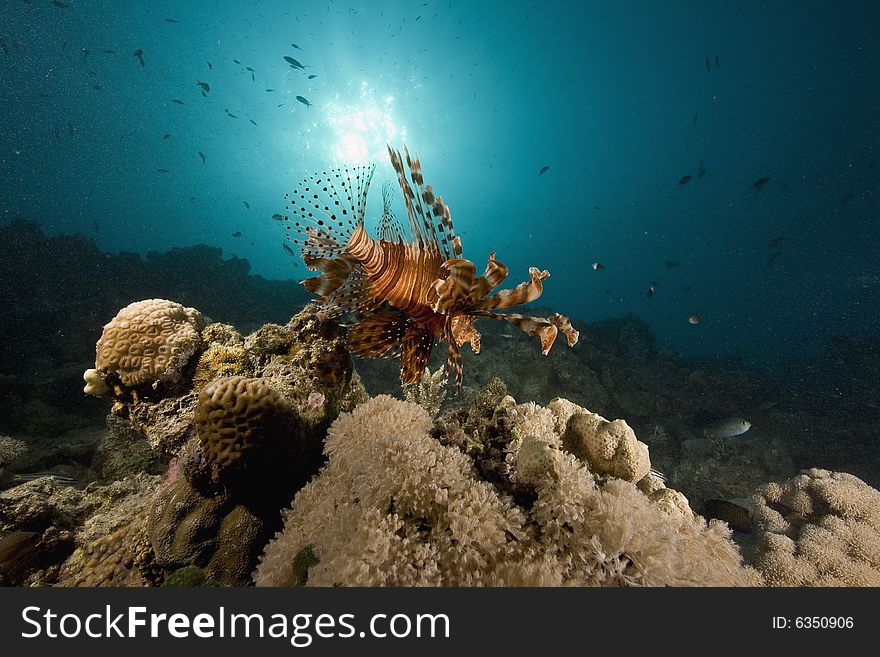 Common lionfish (pterois miles) taken in the Red Sea.