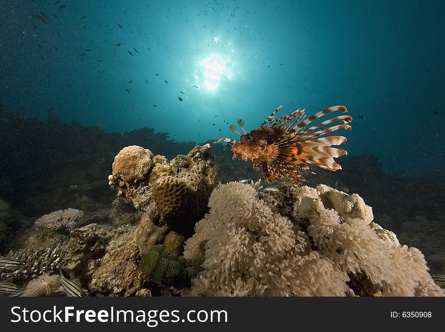 Common lionfish (pterois miles) taken in the Red Sea.