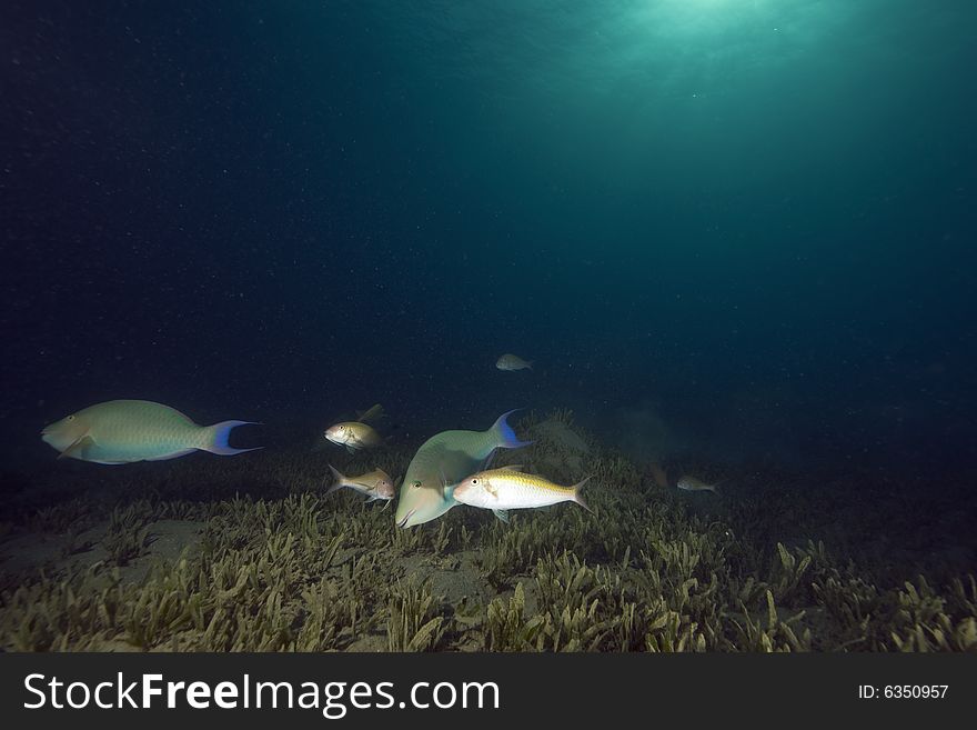 Seagrass And Fish