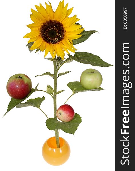 Big sunflower with apples on leafs isolated on white background