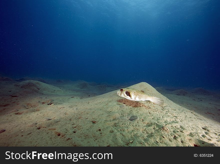 Yellowspotted Burrfish (cyclichthys Spilostylus)