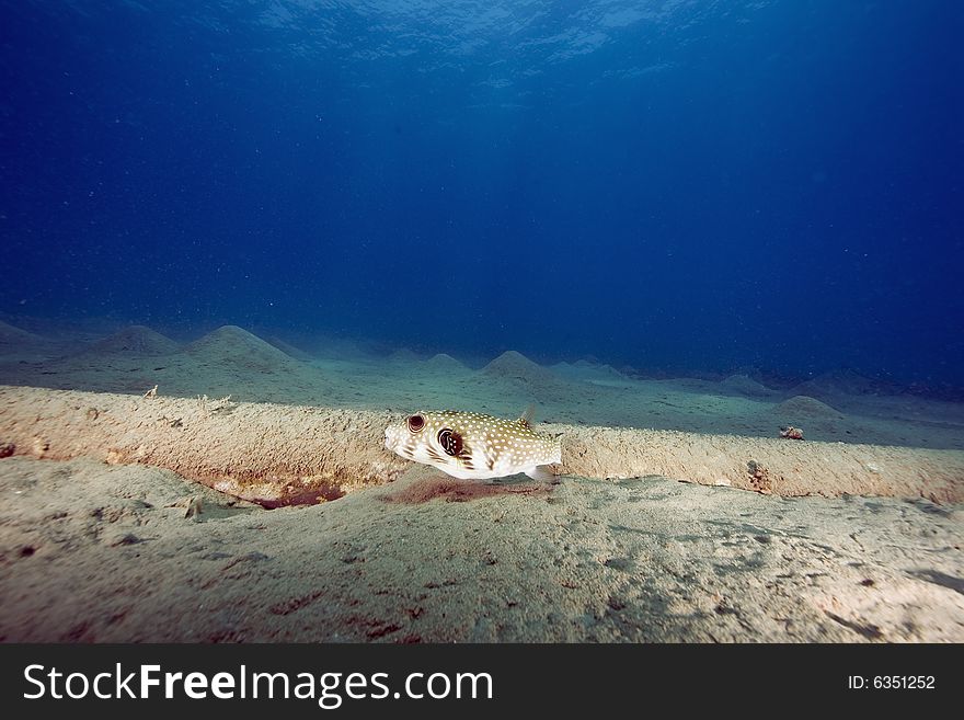 Whitespotted Puffer (arothron Hispidus)