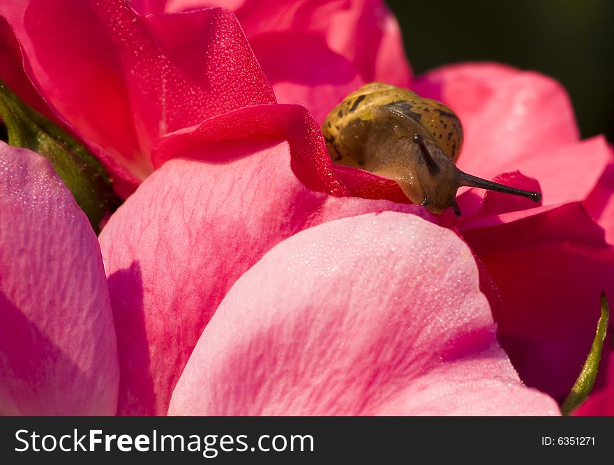 Snail In Flower