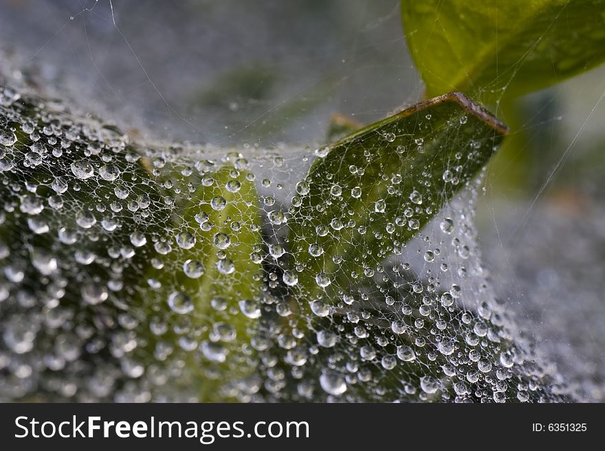 Morning Dew on a spider web