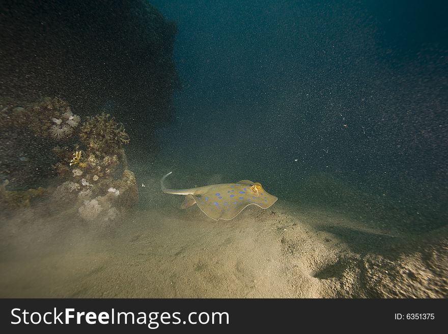 Bluespotted Stingray (taeniura Meyeni)