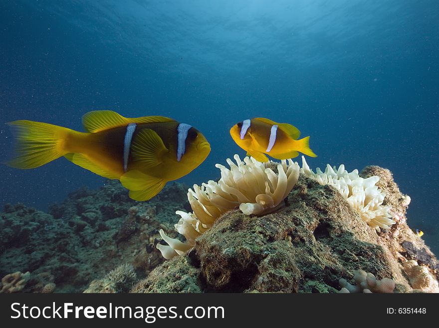 Red sea anemonefish (Amphipiron bicinctus)  taken in the Red Sea.