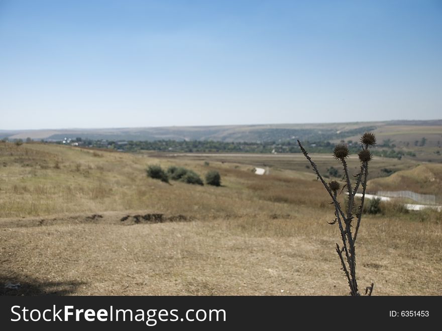 Landscape Of Country Focus On Thistle