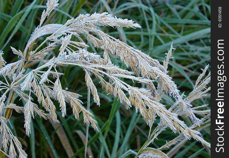 Grass is covered a hoarfrost, early autumn, Russia. Grass is covered a hoarfrost, early autumn, Russia