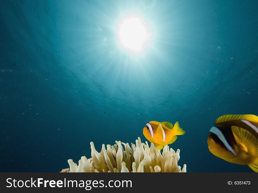 Red sea anemonefish (Amphipiron bicinctus)  taken in the Red Sea.