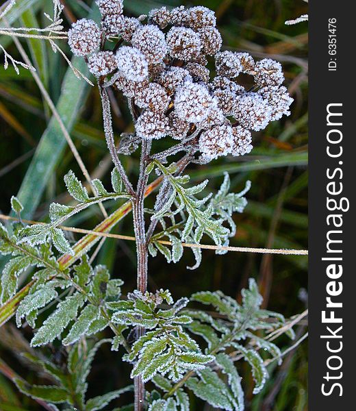 Grass is covered a hoarfrost, early autumn, Russia. Grass is covered a hoarfrost, early autumn, Russia