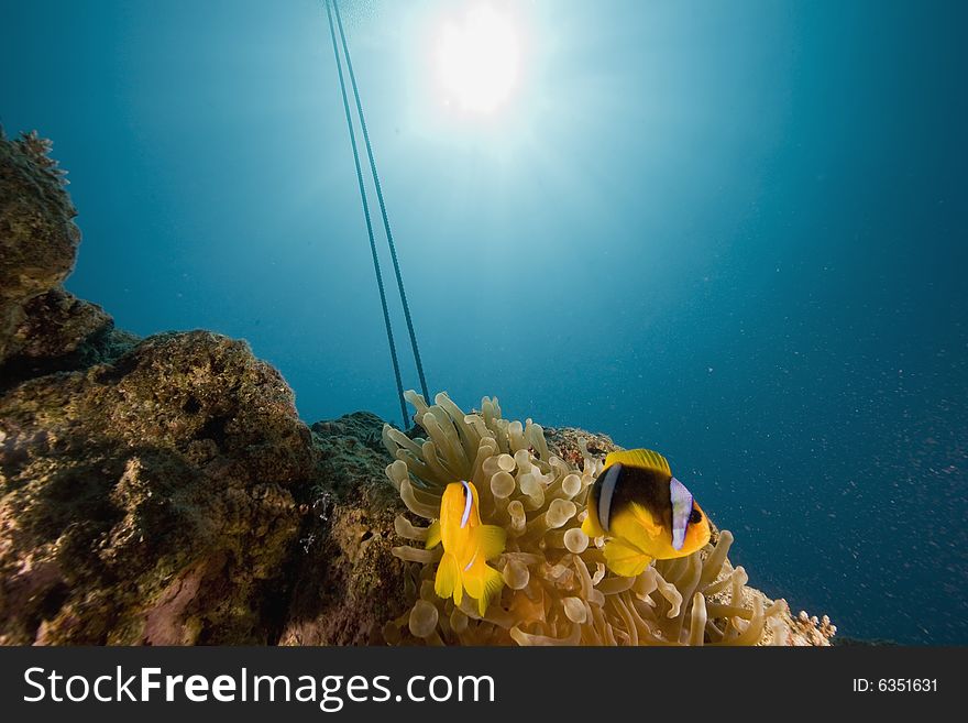 Red Sea Anemonefish (Amphipiron Bicinctus)