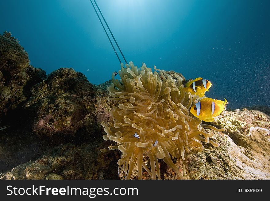 Red Sea Anemonefish (Amphipiron Bicinctus)