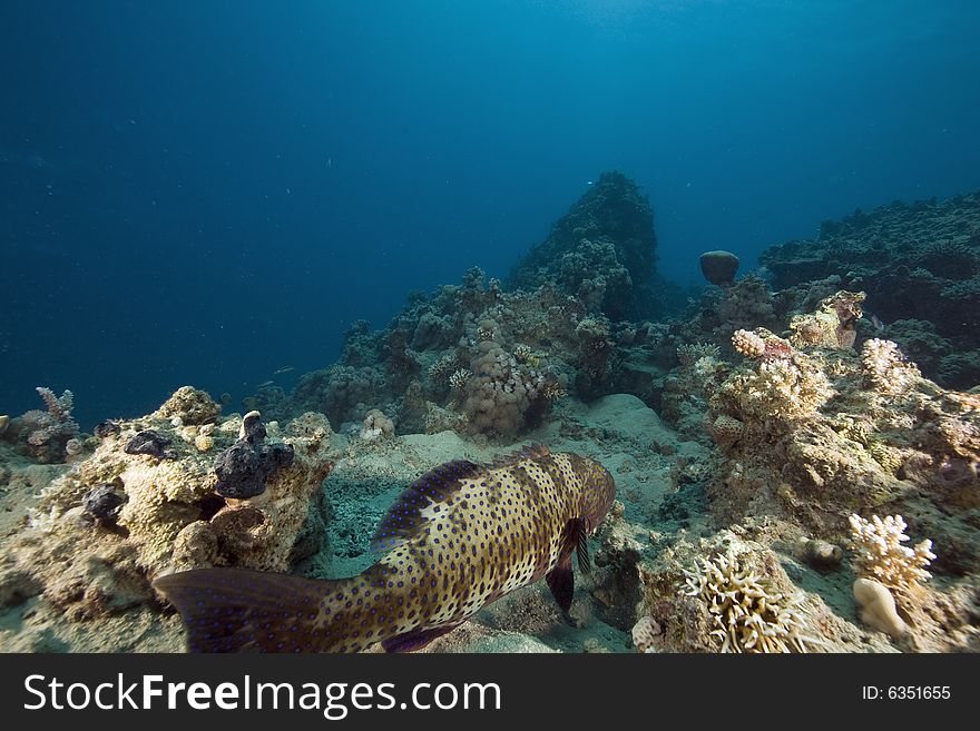 Red Sea Coralgrouper (plectropomus Pessuliferus)