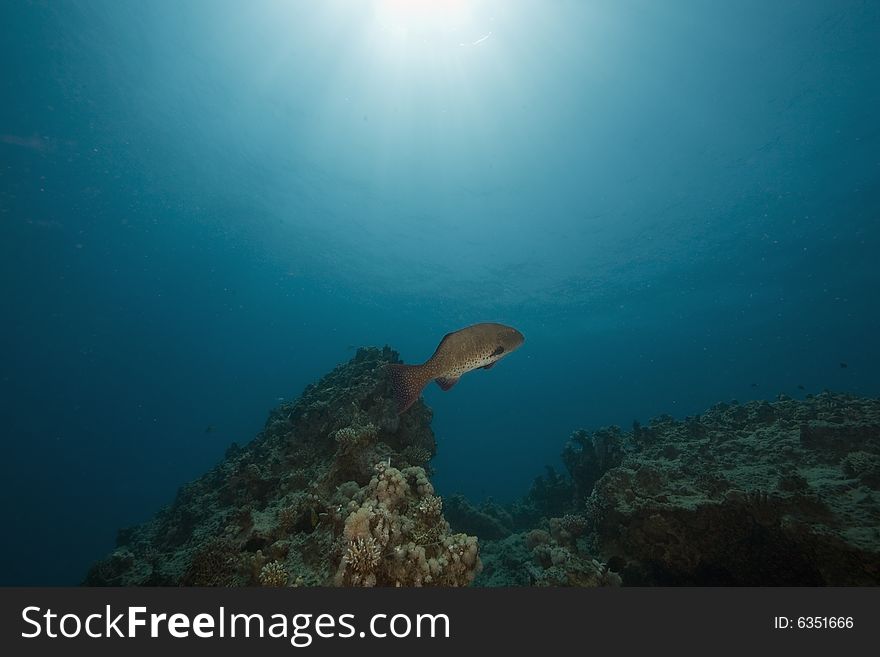 Red sea coralgrouper (plectropomus pessuliferus) taken in the Red Sea.