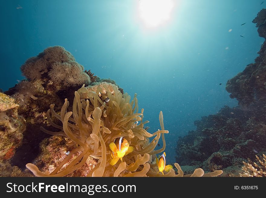 Red sea anemonefish (Amphipiron bicinctus)  taken in the Red Sea.