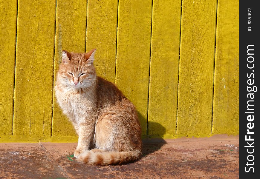 Redhead cat sits before yellow, wooden wall