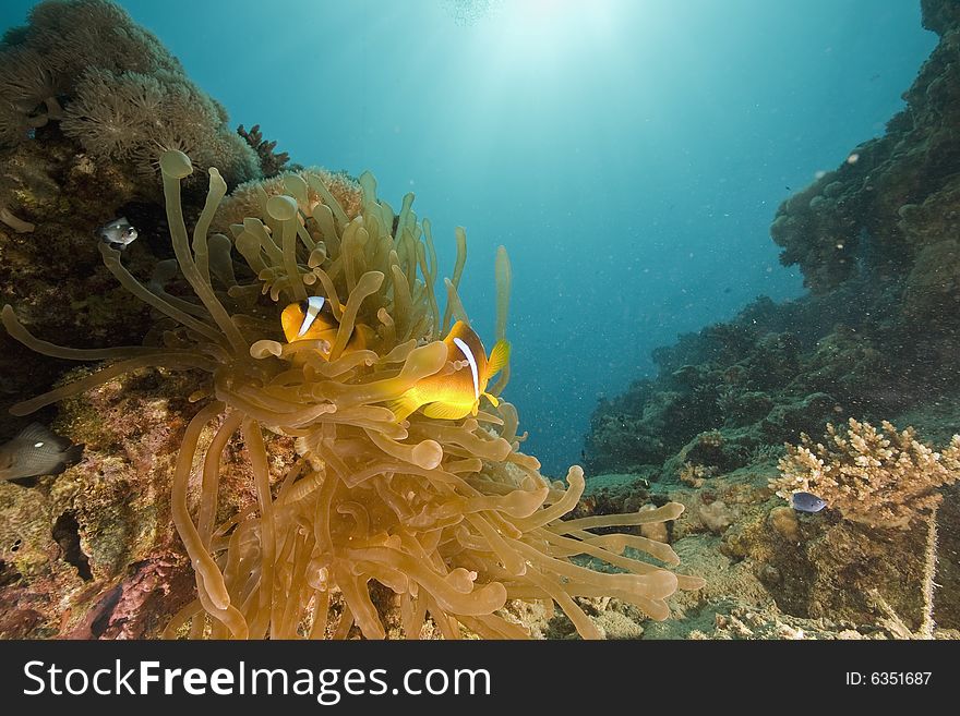 Red Sea Coralgrouper (plectropomus Pessuliferus)