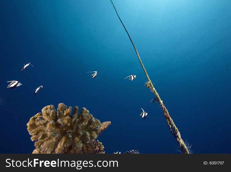 Coral and fish taken in the Red Sea.